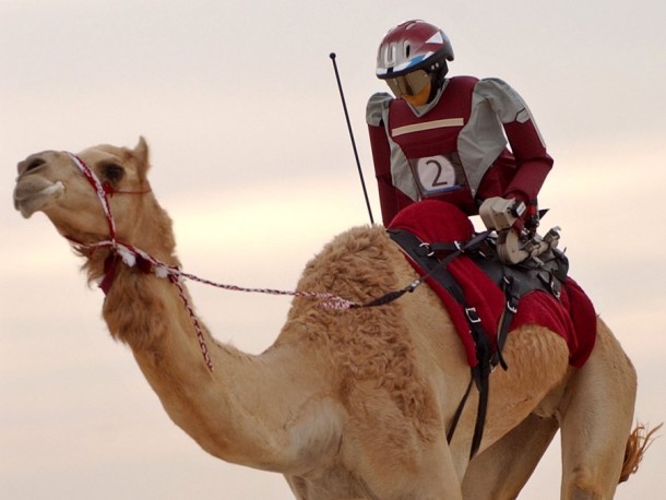 Robot camel jockeys