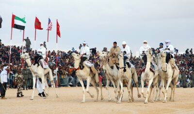 camel racing