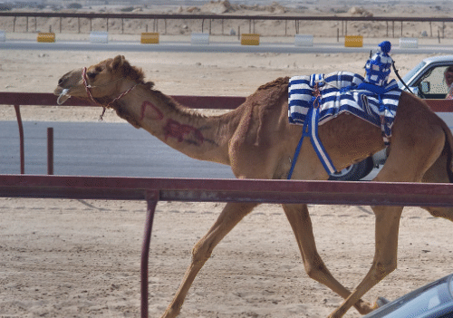 robot jockey